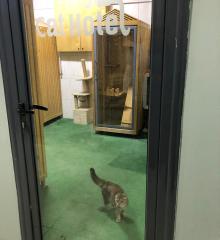 Cat center