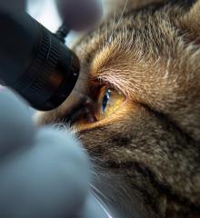 Ophthalmology
